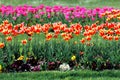 Colourful tulips in the garden