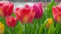 Colourful Tulips in garden Royalty Free Stock Photo