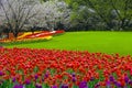 Colourful tulips in the grass park