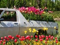 Colourful Tulips Growing in the back of a Truck