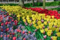 Colourful tulips growing in garden Royalty Free Stock Photo