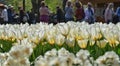 Colourful tulips growing in garden