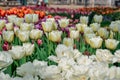 Colourful tulips growing in garden Royalty Free Stock Photo