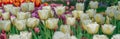 Colourful tulips growing in garden Royalty Free Stock Photo