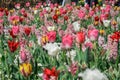 Colourful tulips growing in garden Royalty Free Stock Photo