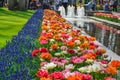 Colourful tulips growing in garden fountain Royalty Free Stock Photo