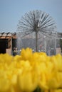 Colourful tulips growing in garden fountain Royalty Free Stock Photo