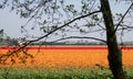 Colourful tulips growing in rows in a flower field near Keukenhof Gardens, Lisse, Netherlands. Royalty Free Stock Photo