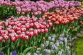 Colourful tulips  hyacinth growing in garden Royalty Free Stock Photo