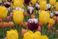 Colourful tulips at Dutch spring garden Keukenhof Holland