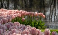 Colourful tulips laid out at Keukenhof Gardens, Lisse, South Holland. Keukenhof is known as the Garden of Europe. Royalty Free Stock Photo