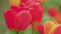 Colourful Tulips Macro Close-up