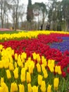 Colourful tulips from tulip festival in Emirgan Grove in ÃÂ°stanbul Royalty Free Stock Photo