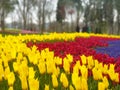 Colourful tulips from tulip festival in Emirgan Grove in ÃÂ°stanbul Royalty Free Stock Photo
