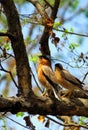 Colourful two little bird sitting on a tree