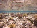 Colourful Underwater Coral Reef Royalty Free Stock Photo