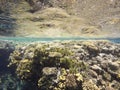 Colourful Underwater Coral Reef Royalty Free Stock Photo