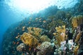 Colourful underwater tropical coral reef. Royalty Free Stock Photo