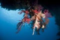 Colourful underwater tropical coral reef scene.