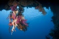 Colourful underwater tropical coral reef scene.