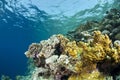 Colourful underwater tropical coral reef scene.