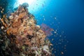 Colourful underwater tropical coral reef scene. Royalty Free Stock Photo