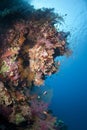 Colourful underwater tropical coral reef scene. Royalty Free Stock Photo