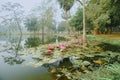 Colourful view of a pond filled with leaves of Nymphaea , aquatic plants, commonly known as water lilies. Indian winter image. Royalty Free Stock Photo