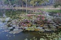 Colourful view of a pond filled with leaves of Nymphaea , aquatic plants, commonly known as water lilies. Indian winter image. Royalty Free Stock Photo