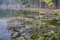 Colourful view of a pond filled with leaves of Nymphaea , aquatic plants, commonly known as water lilies. Indian winter image. Royalty Free Stock Photo