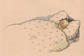 Colourful vintage illustration shows a little cute boy lies under an eiderdown. Vintage illustration shows the small boy Royalty Free Stock Photo