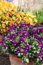 Colourful viola cornuta flowers in terracotta plants pots. Photographed at a garden in Wisley UK.