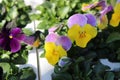 Colourful viola garden bedding plants