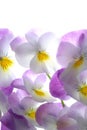 Colourful viola tricolor Royalty Free Stock Photo