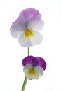 Colourful viola tricolor Royalty Free Stock Photo