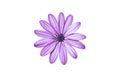 Purple Daisy against white background 