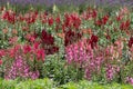 Colourful wallflowers in summer, in the garden at Chateau de Chenonceau in the town of Chenonceaux in the Loire Valley, France. Royalty Free Stock Photo