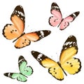 colourful watercolour style butterflies illustration Royalty Free Stock Photo