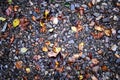 Colourful wet pebble stone in stream water with autumn falling leaf background Royalty Free Stock Photo