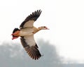 Egyptian Goose - Alopochen aegyptiaca, flying overhead.