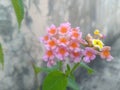 Colourful wild flower in the Garden