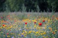 Colourful wild flowers in blues, reds and yellows growing in a park surrounded by trees, photographed in Gunnersbury, London UK Royalty Free Stock Photo