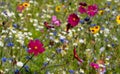 Colourful wild flowers growing in the grass, photographed in the sun outside the Savill Garden, Windsor Great Park, Berkshire UK