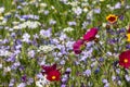 Colourful wild flowers in grass meadow blooming outside Savill Garden, Egham, Surrey, UK.