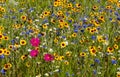 Colourful wild flowers growing in the grass, photographed in the sun outside the Savill Garden, Windsor Great Park, Berkshire UK