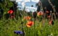 Colourful wild flowers including cornflowers and poppies, photographed in late afternoon in mid summer, in Chiswick, West London U Royalty Free Stock Photo