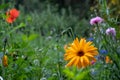 Colourful wild flowers including cornflowers and poppies, photographed in late afternoon in mid summer, in Chiswick, West London U Royalty Free Stock Photo