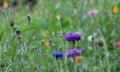 Colourful wild flowers including cornflowers and poppies, photographed in late afternoon in mid summer, in Chiswick, West London U Royalty Free Stock Photo