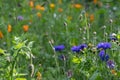 Colourful wild flowers including cornflowers and poppies, photographed in late afternoon in mid summer, in Chiswick, West London U Royalty Free Stock Photo