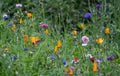 Colourful wild flowers including cornflowers and poppies, photographed in late afternoon in mid summer, in Chiswick, West London U Royalty Free Stock Photo